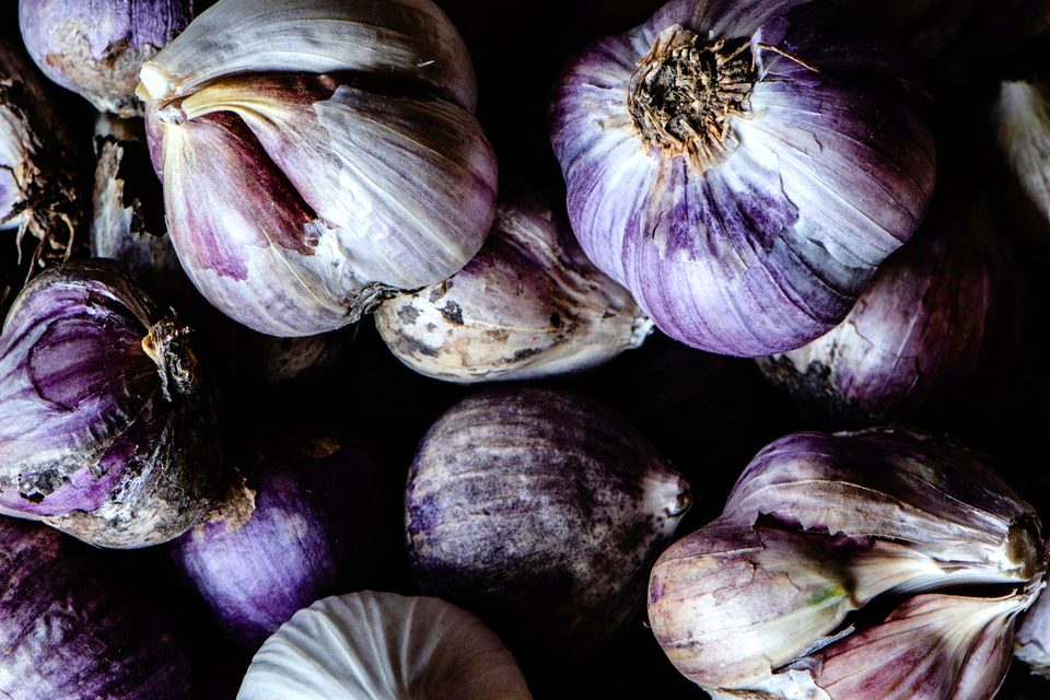 Cabeças graúdas de alho roxo