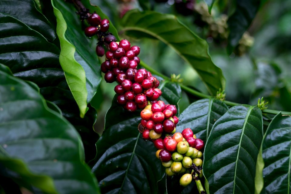 Ramo de café com frutos maduros, vermelhos, e outros ainda verdes