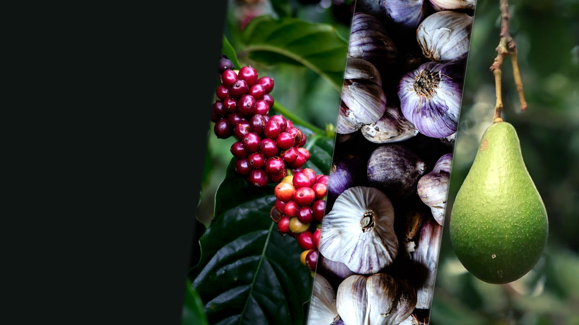 Café maduro no pé, alho recém-colhido e abacate, as culturas da fazenda