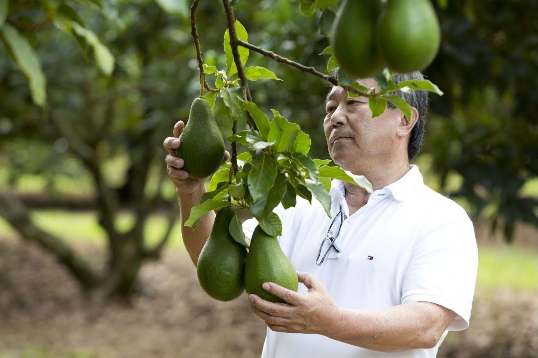 Jorge Kiryu examinando abacates no pomar da fazenda